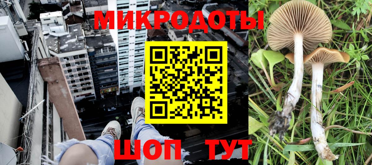 где продают   Кольчугино  Галлюциногенные грибы Cubensis 